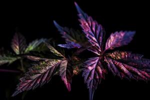 ai genererad lila cannabis blad på en mörk bakgrund. neuralt nätverk ai genererad foto