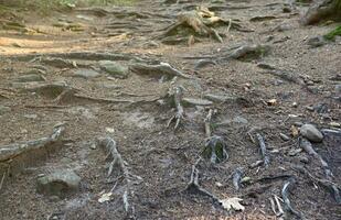många stor och synlig rötter av gammal träd i berg område skog foto