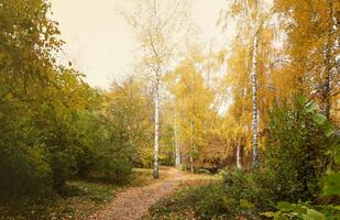 skön natur höst landskap. landskap se på höst stad parkera med gyllene gul lövverk i molnig dag foto