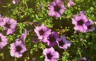 rabatt med flerfärgad lila och violett petunior. makro skott av skön färgrik petunia petunia hybrida blommor foto