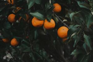ai genererad sommar bakgrund. citron- orange trädgård. neuralt nätverk ai genererad foto