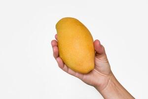 färsk mogen mango i hand, isolerat foto