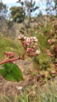 blommande växt i de sommar i de bergen foto