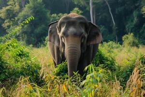 ai genererad asiatisk elefant, asiatic elefant, thailand, värld vilda djur och växter dag foto