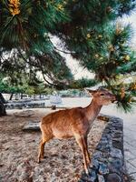 fawn gående runt om i tokyo foto