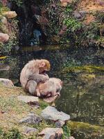 de fred av natur för två apor foto