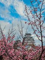 tokyo, tack, 2023 - rosa färgad träd med himeji slott bakgrund foto