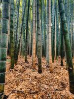 bambu växande i Japan, tokyo foto