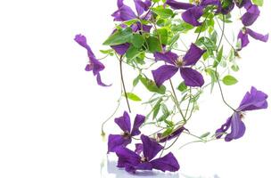 skön blomning clematis på en vit bakgrund foto