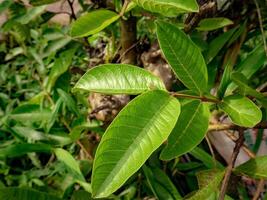 guava löv är Begagnade som en ört- medicin för mage värk förbi indonesiska människor foto