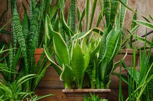 sansevieria i en pott hus blomma foto