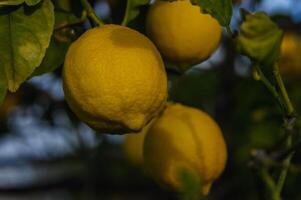 knippa av citron- frukt över grön naturlig trädgård fläck bakgrund, citron- frukt med löv i fläck bakgrund. 1 foto