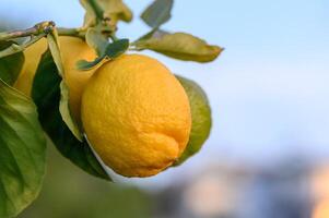 klasar av färsk gul mogen citroner på citron- träd grenar i trädgård 5 foto