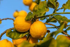 klasar av färsk gul mogen citroner på citron- träd grenar i trädgård 1 foto
