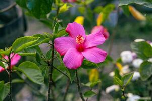 Foto av en rosa hibiskus i de trädgård