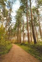 färgrik höst skog i de brabantse wouden nationell parkera. Färg under oktober och november i de belgisk landsbygden. de mångfald av hisnande natur foto