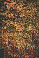 regnbåge av färger i de form av löv på en vägg i dinant, vallonien område, belgien foto