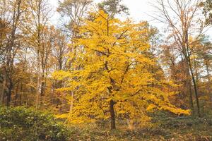 färgrik höst skog i de brabantse wouden nationell parkera. Färg under oktober och november i de belgisk landsbygden. de mångfald av hisnande natur foto