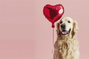 ai genererad söt gyllene retriever hund med en röd hjärta formad folie ballong på en pastell rosa bakgrund för valentines dag foto