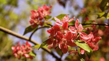 skön blomning sakura trädgård i de parkera foto