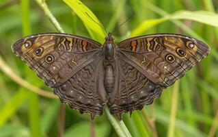 ai genererad förtjusande mörk umbra fjäril med lockande öga motiv på dess vingar, delikat redo på en blad av grön gräs foto