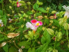 rosa torenia blommor blomning i en japansk höst trädgård. foto