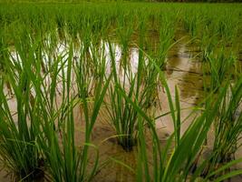 Foto av ris fält landskap