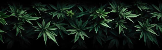 ai genererad grön cannabis löv på svart tillbaka. botanisk bakgrund. foto