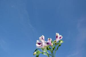 alstroemeria. lila blommor mot de blå himmel, närbild med kopia Plats. foto