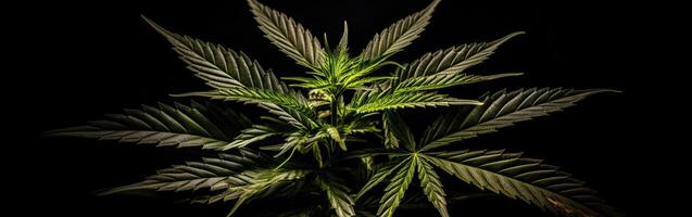 ai genererad marijuana växt på en mörk bakgrund. medicinsk marijuana odling. foto