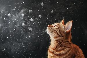 ai genererad tabby katt sitter på de bakgrund av en svarta tavlan med stjärnor dragen i krita foto