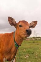 gata fotografi som tar en bild med en ko stiliserade i främre av de kamera mot dess ansikte foto