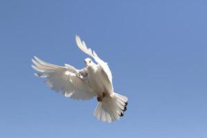 vit fjäder duva flygande mot klar blå himmel foto