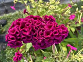 vibrerande rosa celosia blomma blomning i solljus foto