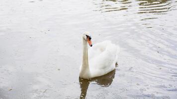 skön vit svanar simma på de flod i vår foto