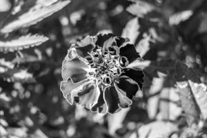 bra vild växande blomma ringblomma calendula på bakgrund äng foto