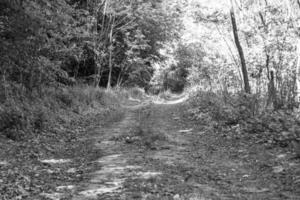 fotografi på tema skön gångstig i vild lövverk skog foto