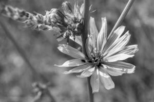 skönhet vild växande blomma cikoria vanlig på bakgrund äng foto