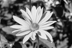 bra vild växande blomma aster falsk solros på bakgrund äng foto