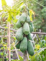 färsk och grön knippa av papaya frukt hängande på de papaya träd. friska frukt begrepp foto