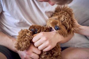 7 månad gammal cockapoo flicka försiktigt biter henne ägarens hand, närbild foto