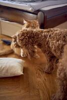 en röd katt och en cockapoo är stridande mot de bakgrund av en säng täckt med kartong till skydda från husdjur foto