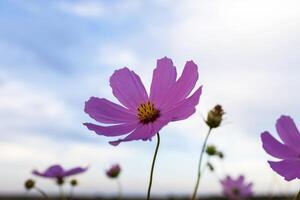 kosmos blomma mot de himmel foto