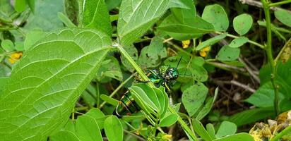 grön insekt, juvel skalbaggar eller metallisk trä tråkig skalbaggar på grön gren eller blad och flygande med suddig träd bakgrund i djup skog. djur, vild liv och skönhet av natur begrepp foto