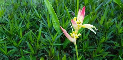 skön orkide eller röd och vit blomma blomning med grön löv mönster bakgrund. blommig eller flora och naturlig tapet. foto