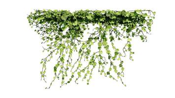 murgröna och blomma vin grön växt löv tropisk hängande, klättrande isolerat på vit bakgrund foto