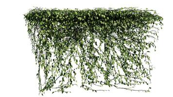 växt och blomma vin grön murgröna löv tropisk hängande, klättrande isolerat på transparent bakgrund foto