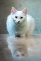 blå och gul udda ögon skåpbil katt, Kalkon foto