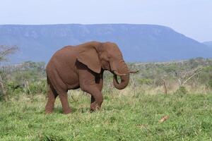 afrikansk buske elefant, loxodonta Africana, täckt med röd jord gående i de savann, kwazulu natal provins, söder afrika foto