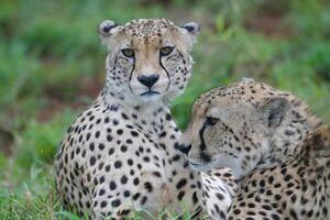 två ung sydöst afrikansk geparder, acinonyx jubatus jubatus, om i gräs, kwazulu natal provins, söder afrika foto